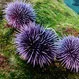 Can Sea Urchins Kill You?