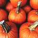 Diet and Nutrition: Health Benefits of Pumpkin