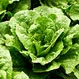 Is It Safe to Eat Romaine Lettuce (2020)?