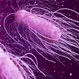 What Foods Cause Shigella?