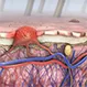 What Are the 5 Parts of the Integumentary System?