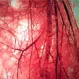 What Are Human Blood Vessels?