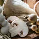 What Is the Best Medicinal Mushroom? Health Benefits
