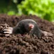 What Is the Fastest Way to Get Rid of Moles in Your Yard?
